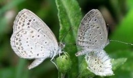 国产采精小蝴蝶,探寻自然之美与科技创新的完美融合