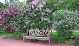 丁香六月国产,丁香六月国产生态发展概览