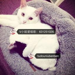 娱乐吃瓜酱布丁是只喵